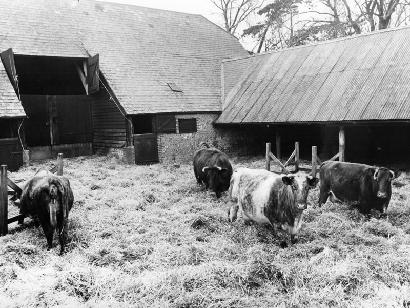 iford estate livestock historical photo